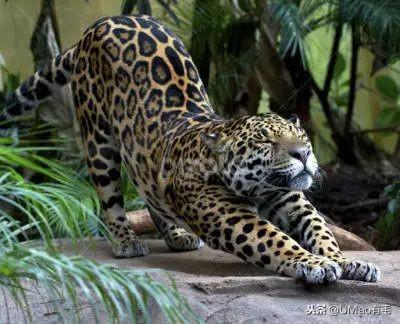 论坛发帖求助总是被无视？张恒的华人论坛血泪史能给你答案