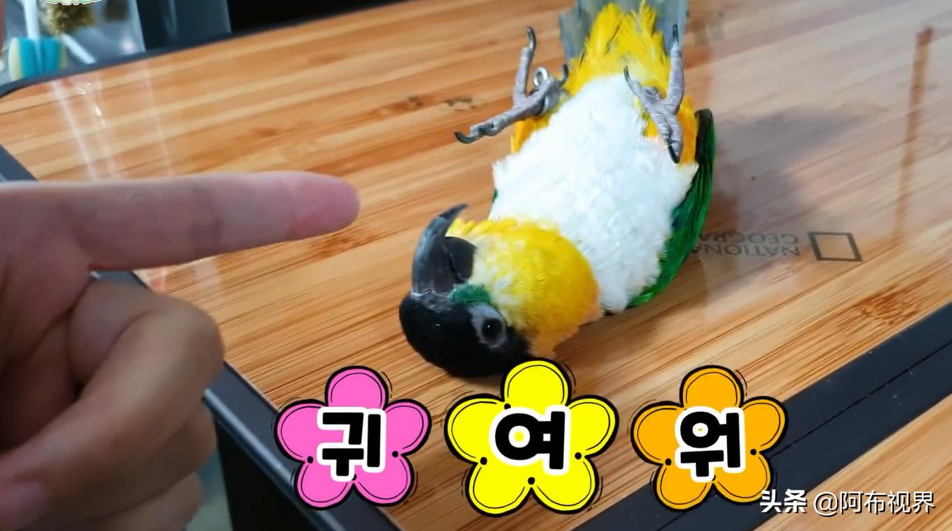 为什么别人的血鹦鹉红得像火焰，你的却总在鱼缸里装死？