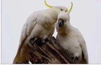 葵花凤头鹦鹉真的适合新手养吗？