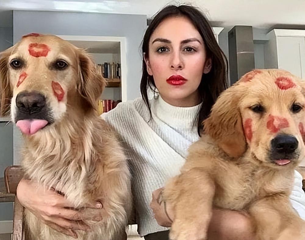 拉布拉多和金毛到底有啥区别？