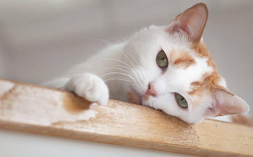 萱字女孩名字大全：美丽寓意与独特搭配推荐