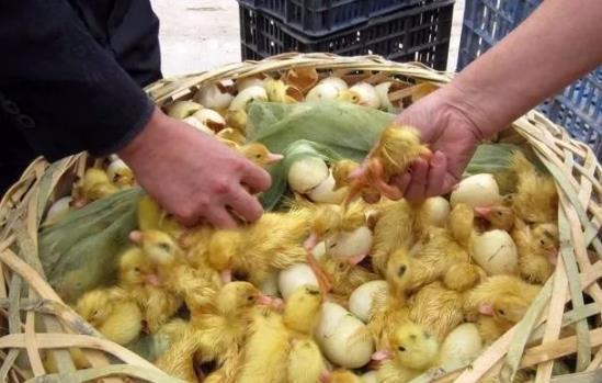 网购手机怕被坑？货到付款到底能不能放心用？