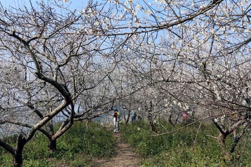 拼多多店铺转让过户全攻略：流程详解与注意事项