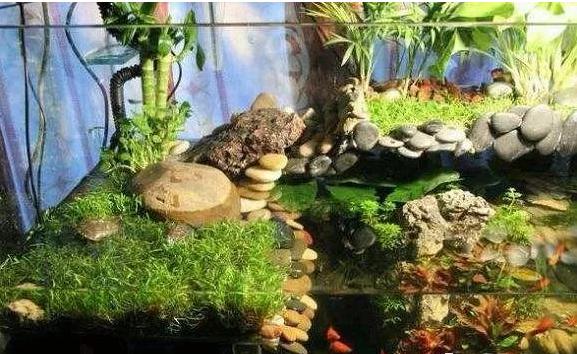 养乌龟真能改变家里风水吗？