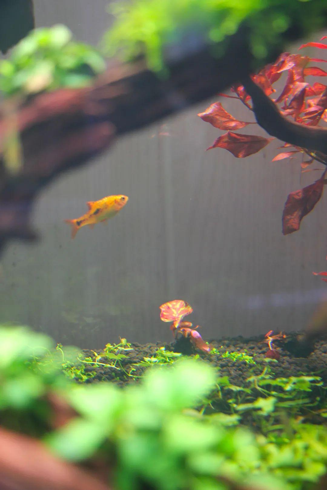 水族箱造景必备:观赏水草的美化与生态作用详解 水族箱造景必备:观赏水草的美化与生态作用详解