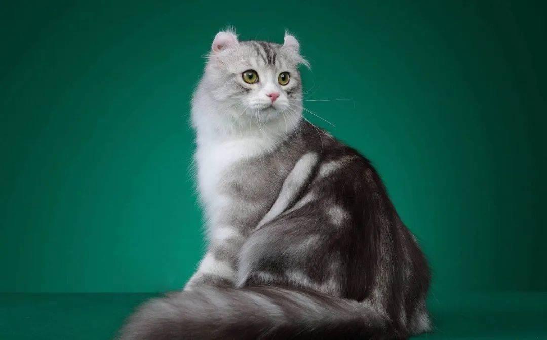 美国卷耳猫真的适合新手养吗? 美国卷耳猫真的适合新手养吗?