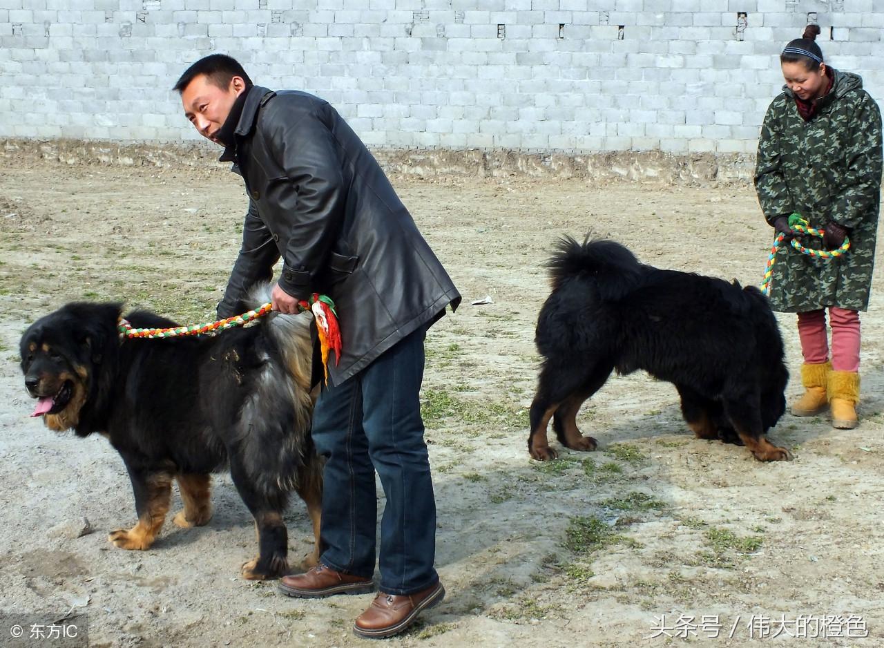 为什么藏獒咬人事件总让人心惊肉跳？