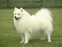 养狗新手必看：银狐犬和萨摩耶到底有啥不同？