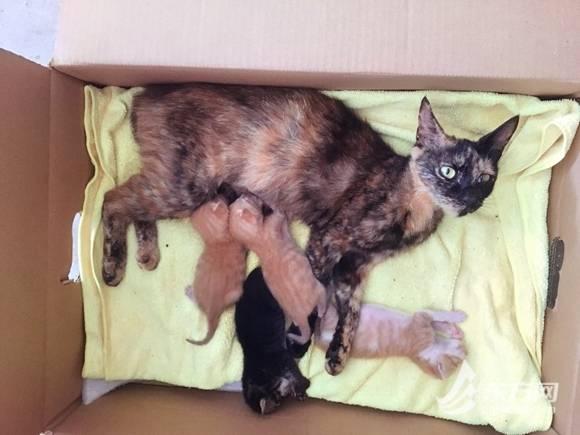 如何正确解决流浪猫问题?绝育措施是关键 如何正确解决流浪猫问题?绝育措施是关键