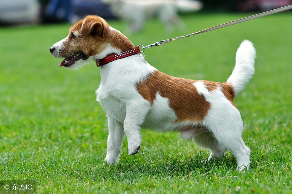 杰克罗素梗真的能当宠物狗养吗？