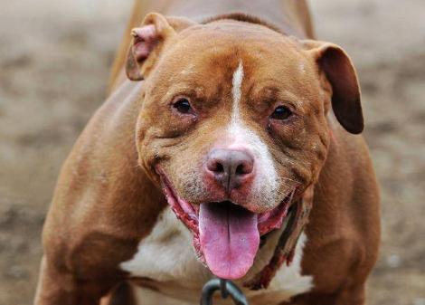 牛头梗和比特犬到底哪个更适合新手养？