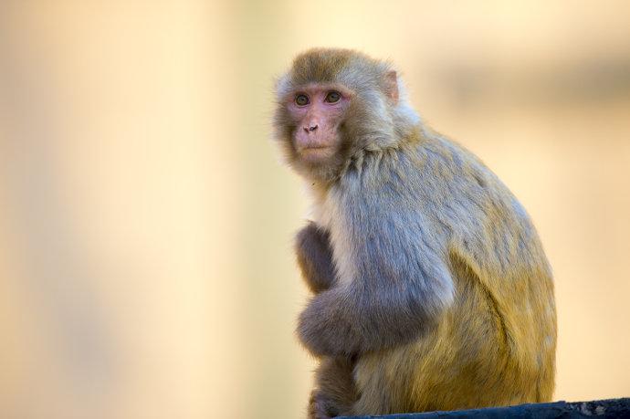 养袖珍猴真的像网上说的那么轻松吗？