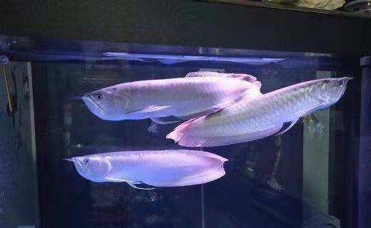 银龙鱼怎么养？好养与否？饲养银龙鱼全攻略