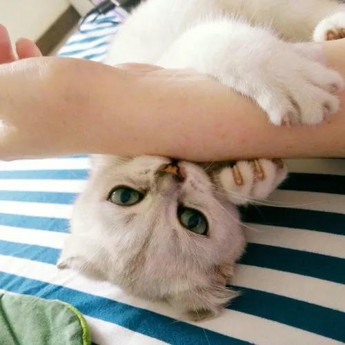 德牧一天喂几次合适？专家建议与喂养指南 - 波奇网