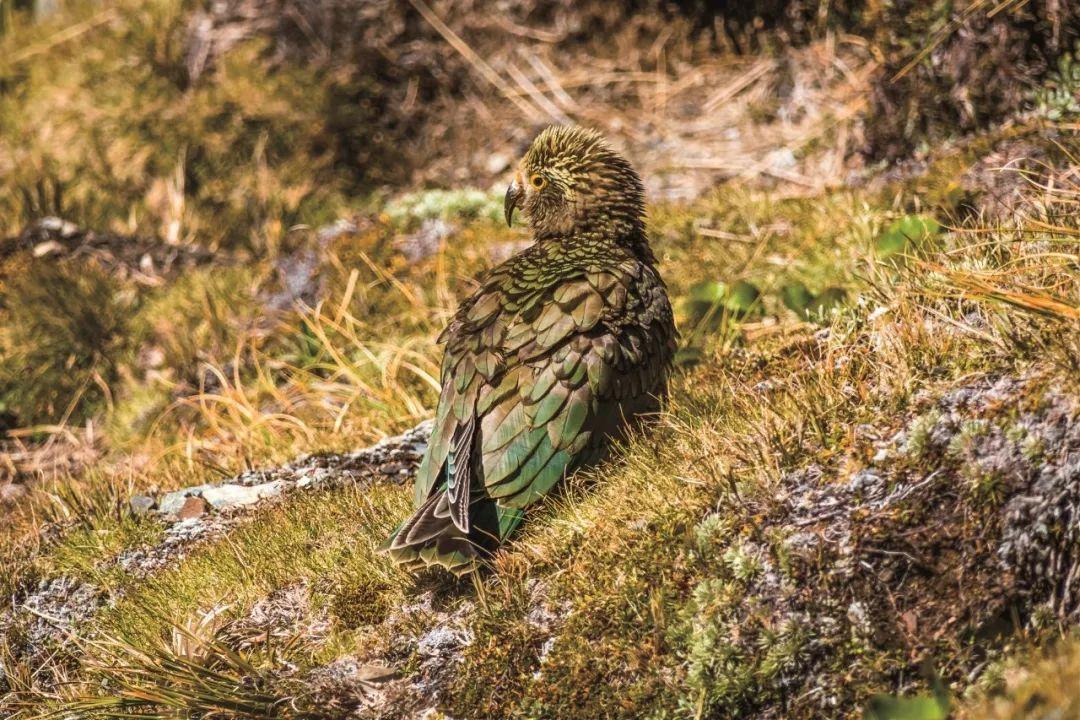 啄羊鹦鹉真的会攻击羊群吗？