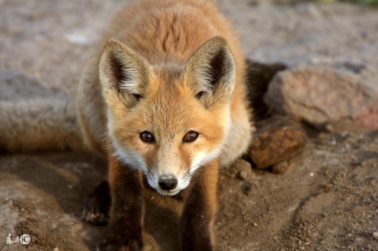 鸟类常用饲料大全：如何科学配置鸟饲料的详细指南