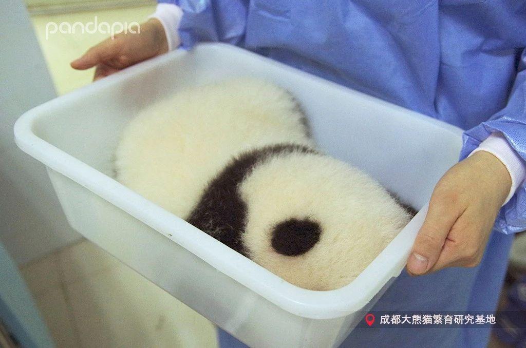 淘宝年会真的能抢到1元手机吗？