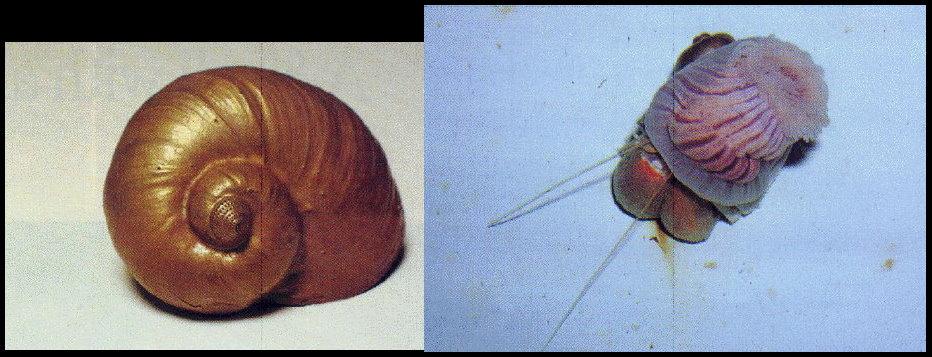 海葵好不好饲养？新手养海葵的注意事项与技巧