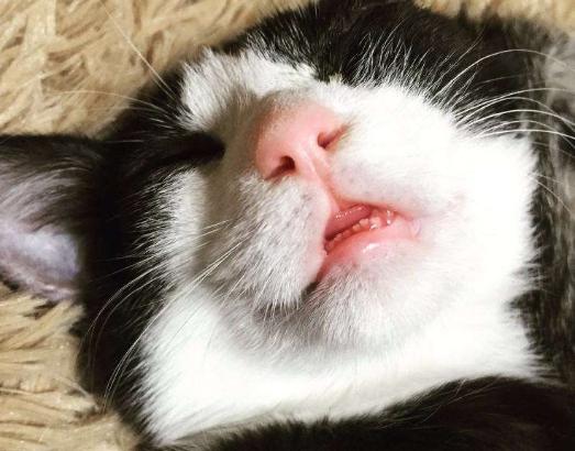 独角仙为什么能开啤酒瓶盖？