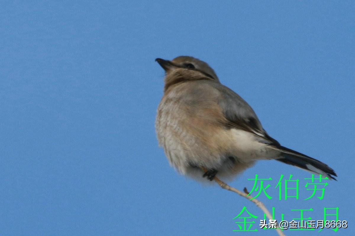 养灰伯劳真的会认主人吗？