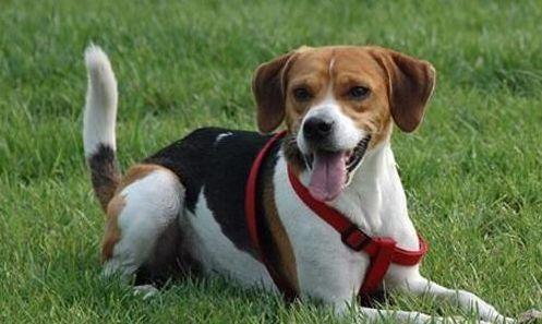 贝生吉犬真的适合新手养吗？