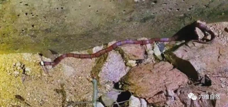 十分神秘炫酷的蛇：蓝长腺珊瑚蛇到底有哪些独特之处？