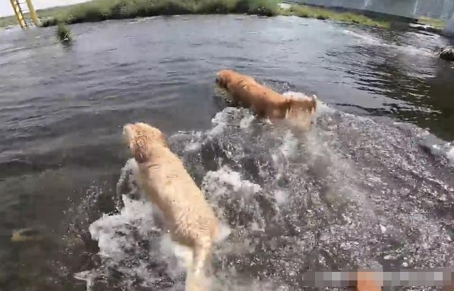 金毛犬智商超高，掌握这些训练技巧让你的金毛更听话