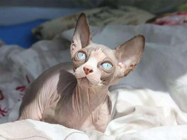 牟思澄技能连招为什么总打不出伤害？