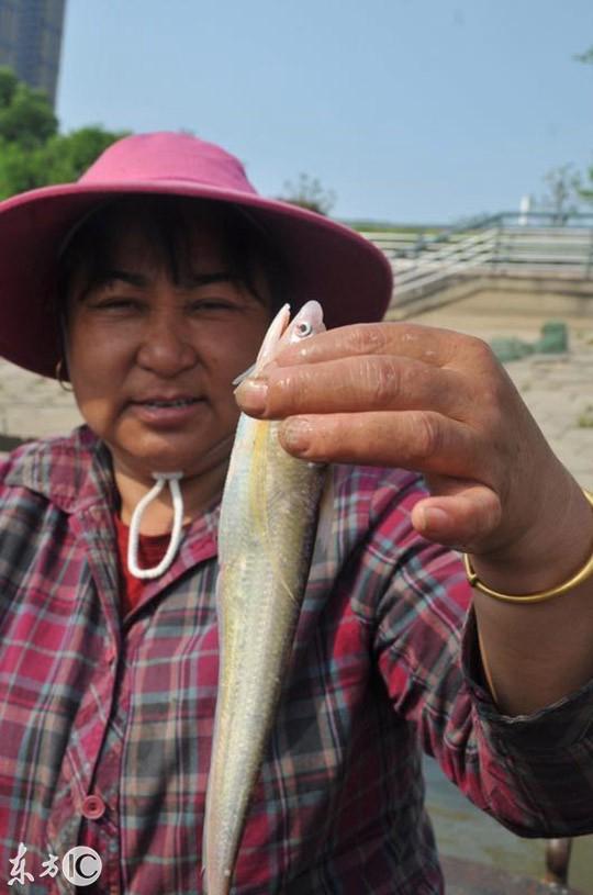 长江刀鱼凭什么卖到上万元一斤？