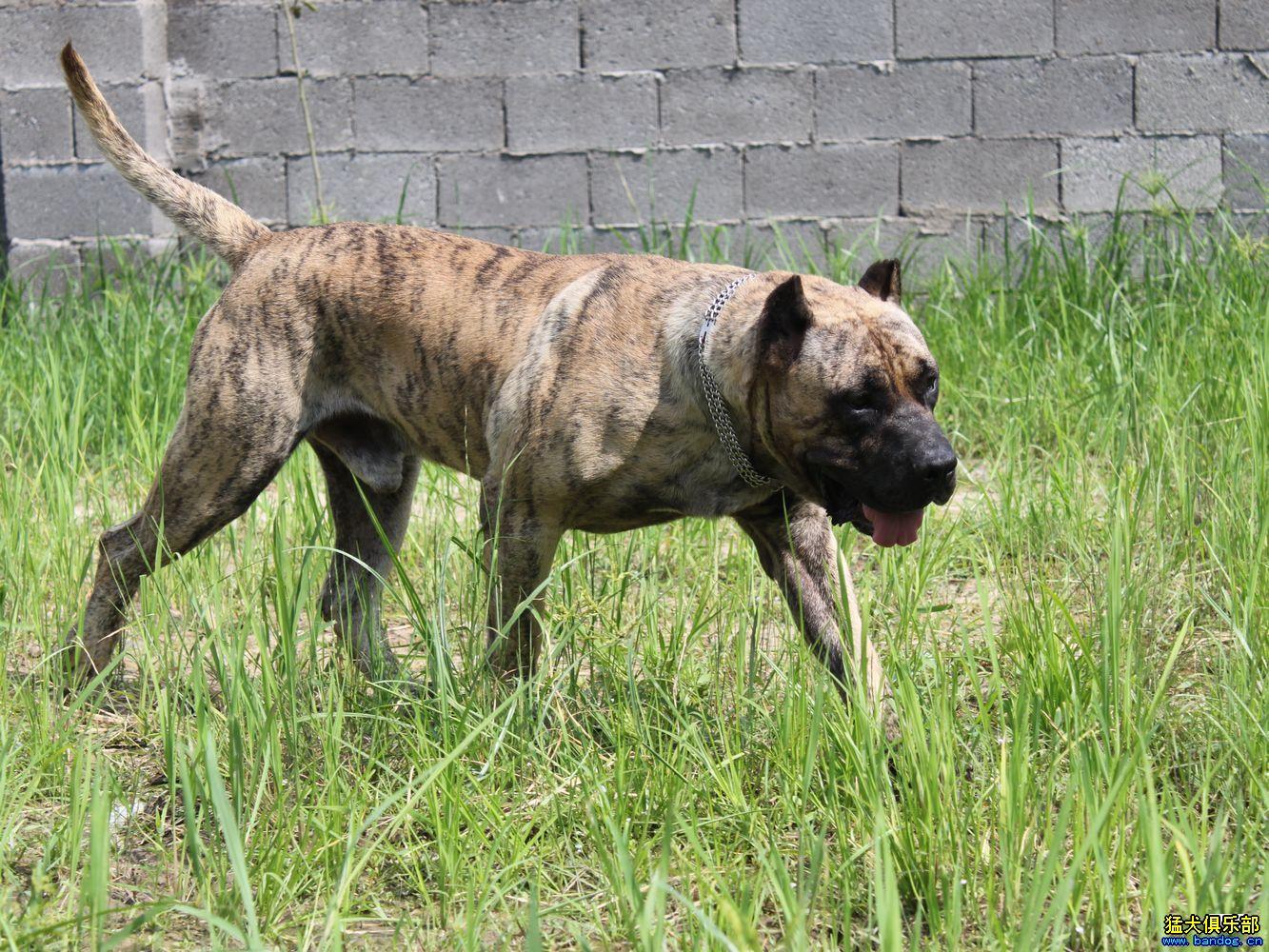 新手养斗牛獒真的会被咬吗？