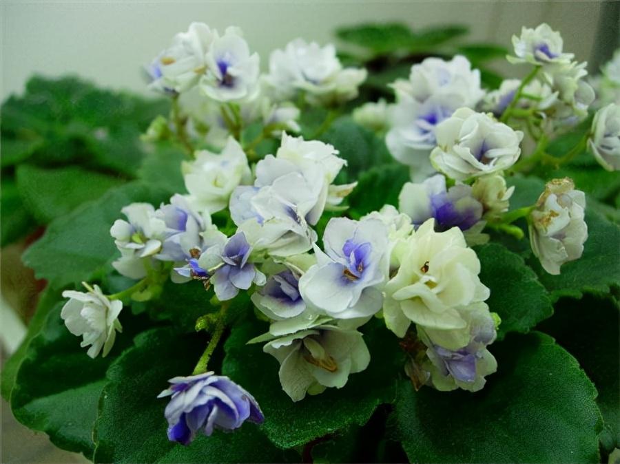 养花新手怎么把堇养出爆盆效果？