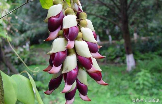 蝴蝶犬串串真的适合新手养吗？