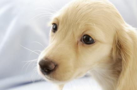 如何区分狗狗感冒、细小病毒和犬瘟？全面解析宠物健康问题