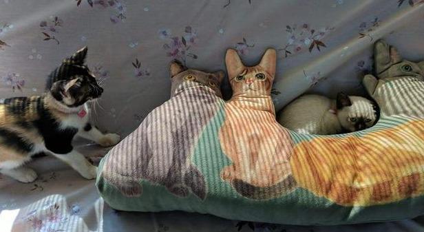 文昌鱼真的是鱼吗？答案可能让你大吃一惊！