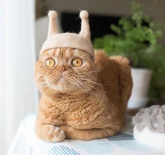 为什么别人抓猫一抓一个准，你却连猫毛都摸不到？