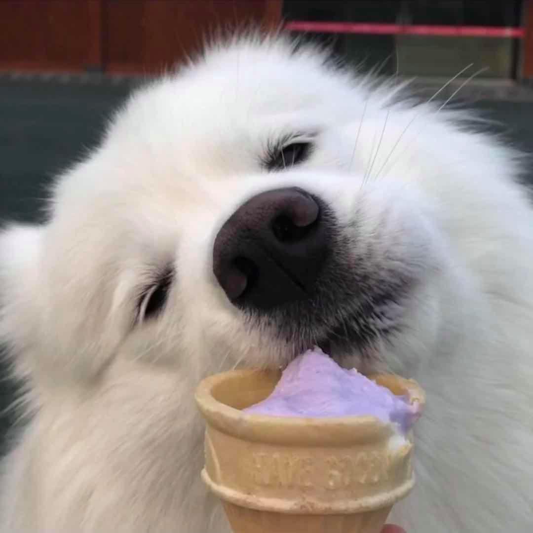 萨摩耶的智商到底够用吗？