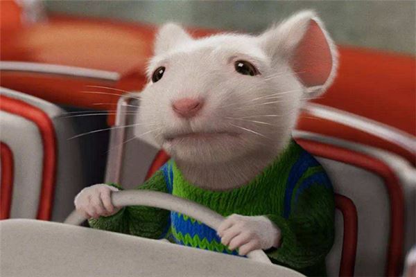 属年是哪几年_属年1985年后半生_1984年属什么