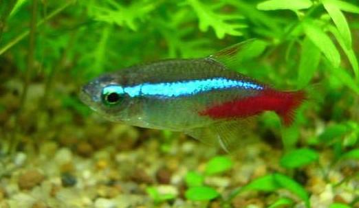 红绿灯鱼怎么养？小心体质差的红绿灯鱼养殖技巧