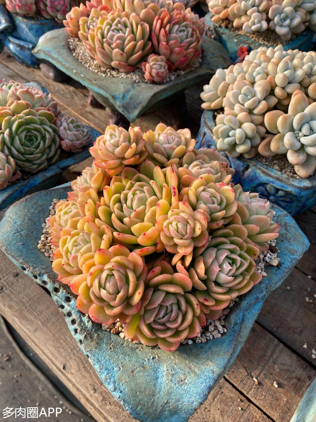 黄粉虫养殖真能月入过万吗? 黄粉虫养殖真能月入过万吗?