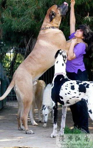 大丹犬吃什么才不会把家吃垮？