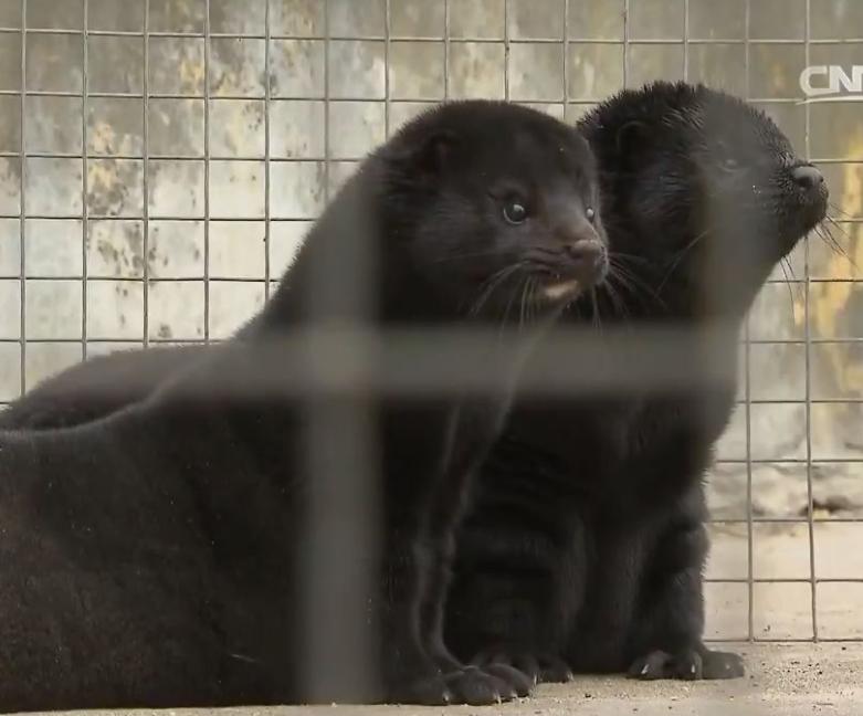 宠物貂公母各有何优劣？性情温顺的它们该如何选？