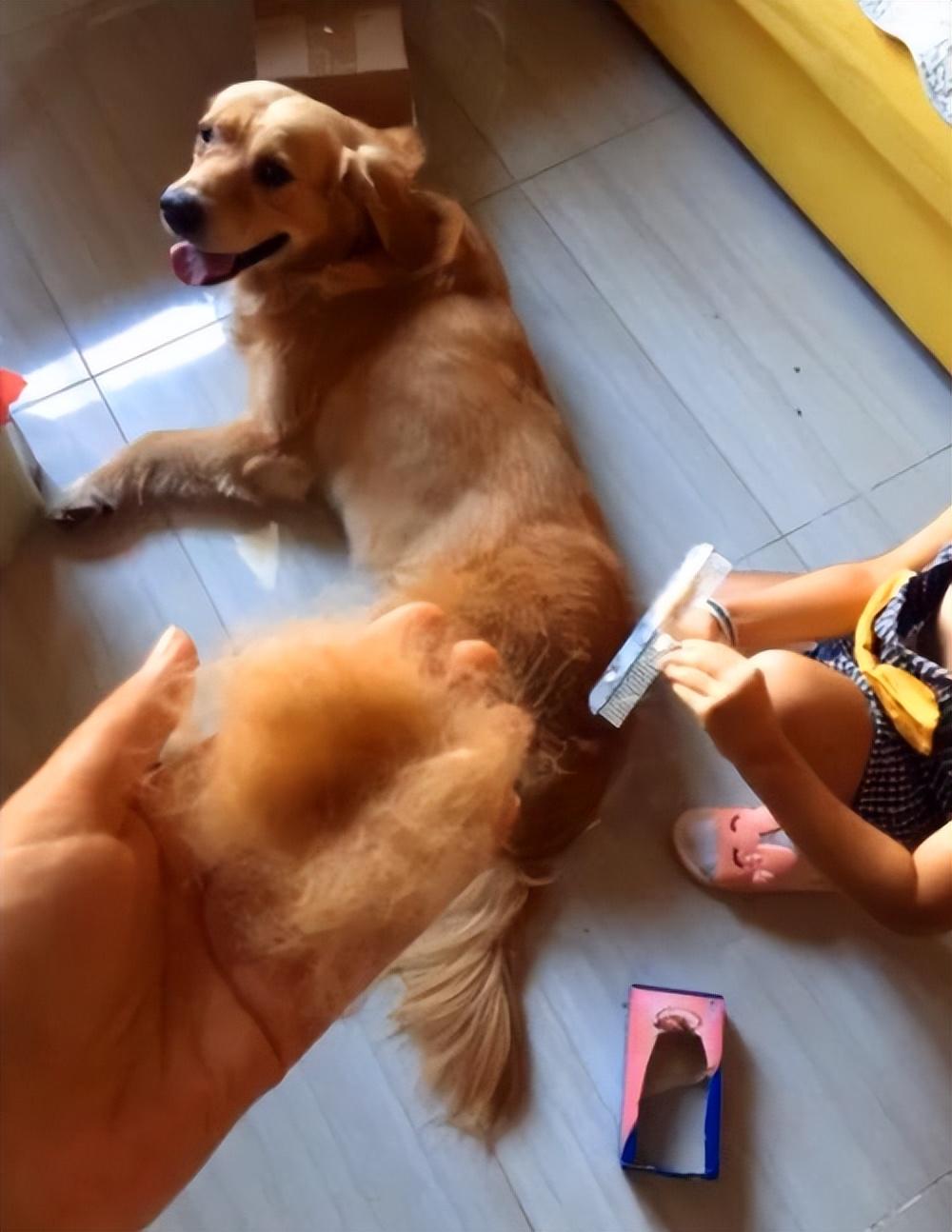 金毛犬训练真的需要每天花3小时吗? 金毛犬训练真的需要每天花3小时吗?