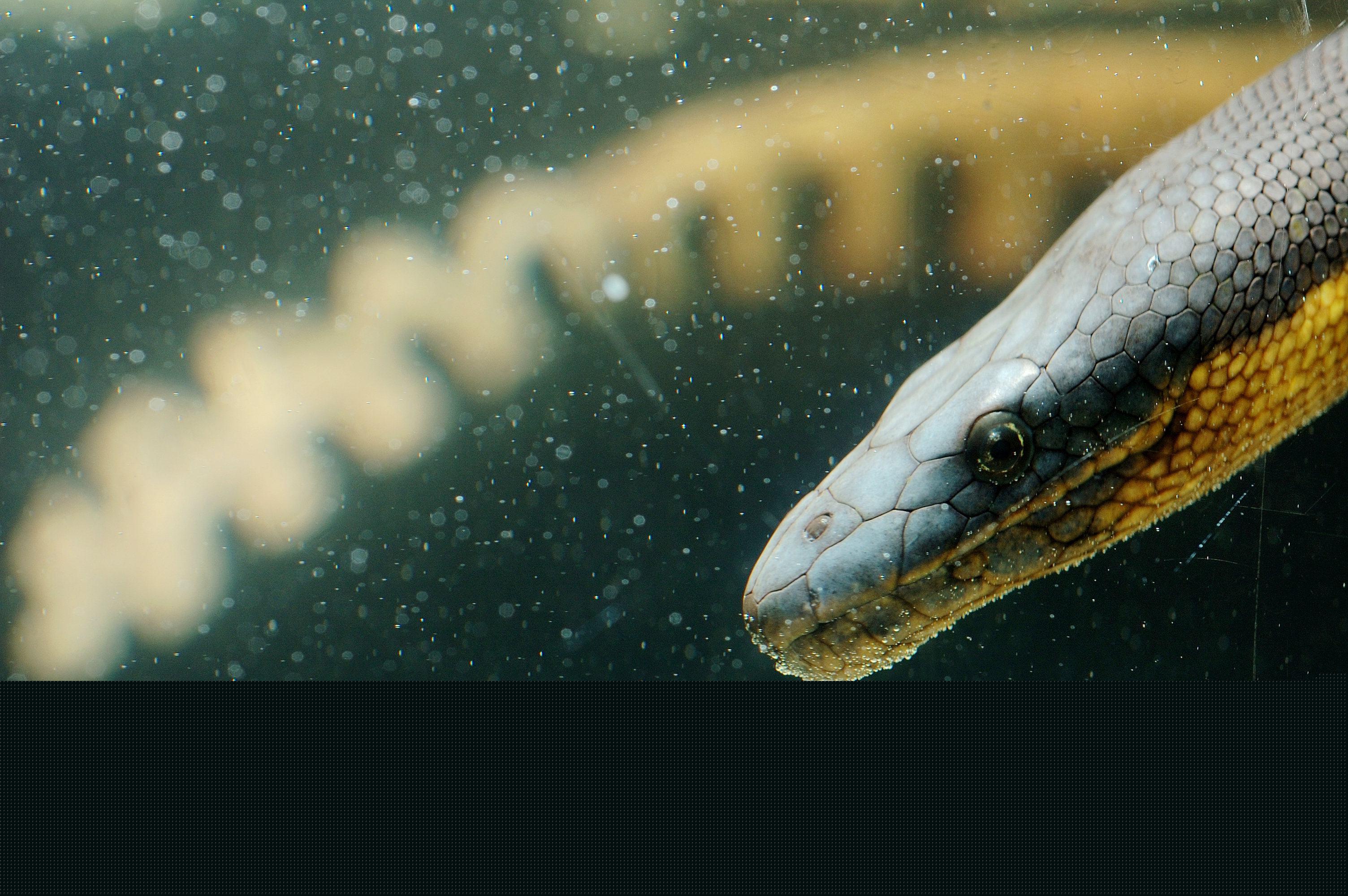 水蛇究竟能长到多长？