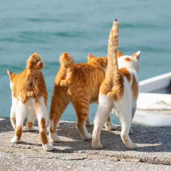 高跟鞋虐猫事件为何频繁刺激公众神经? 高跟鞋虐猫事件为何频繁刺激公众神经?