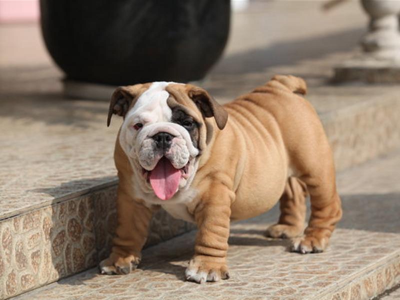 新手养斗牛獒真的会被咬吗？