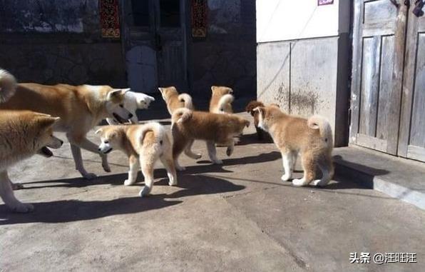 秋田犬真的适合新手饲养吗？