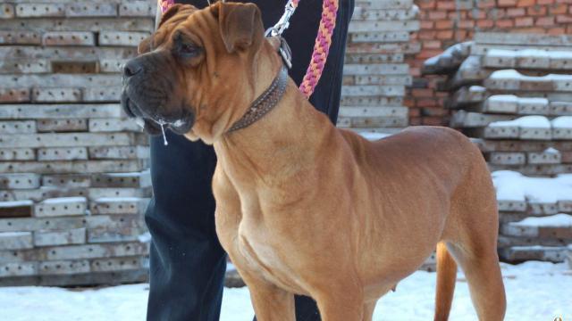 德国大丹犬真的能当家庭宠物吗？