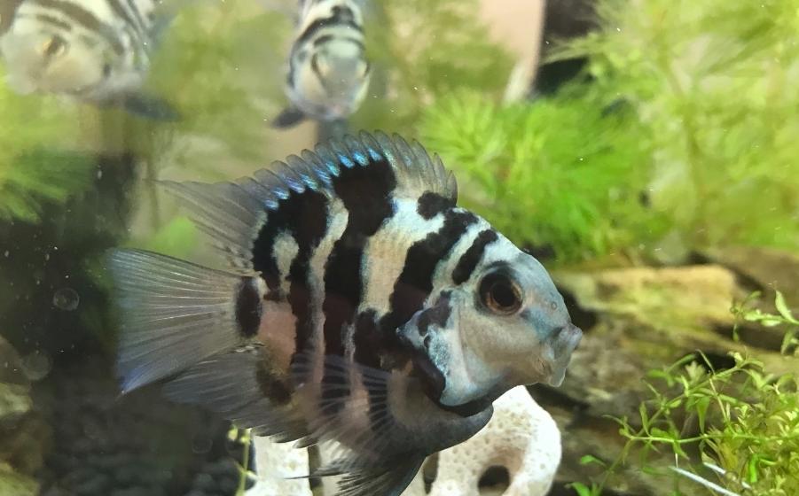 红鹦鹉鱼养着养着怎么就变黑了？