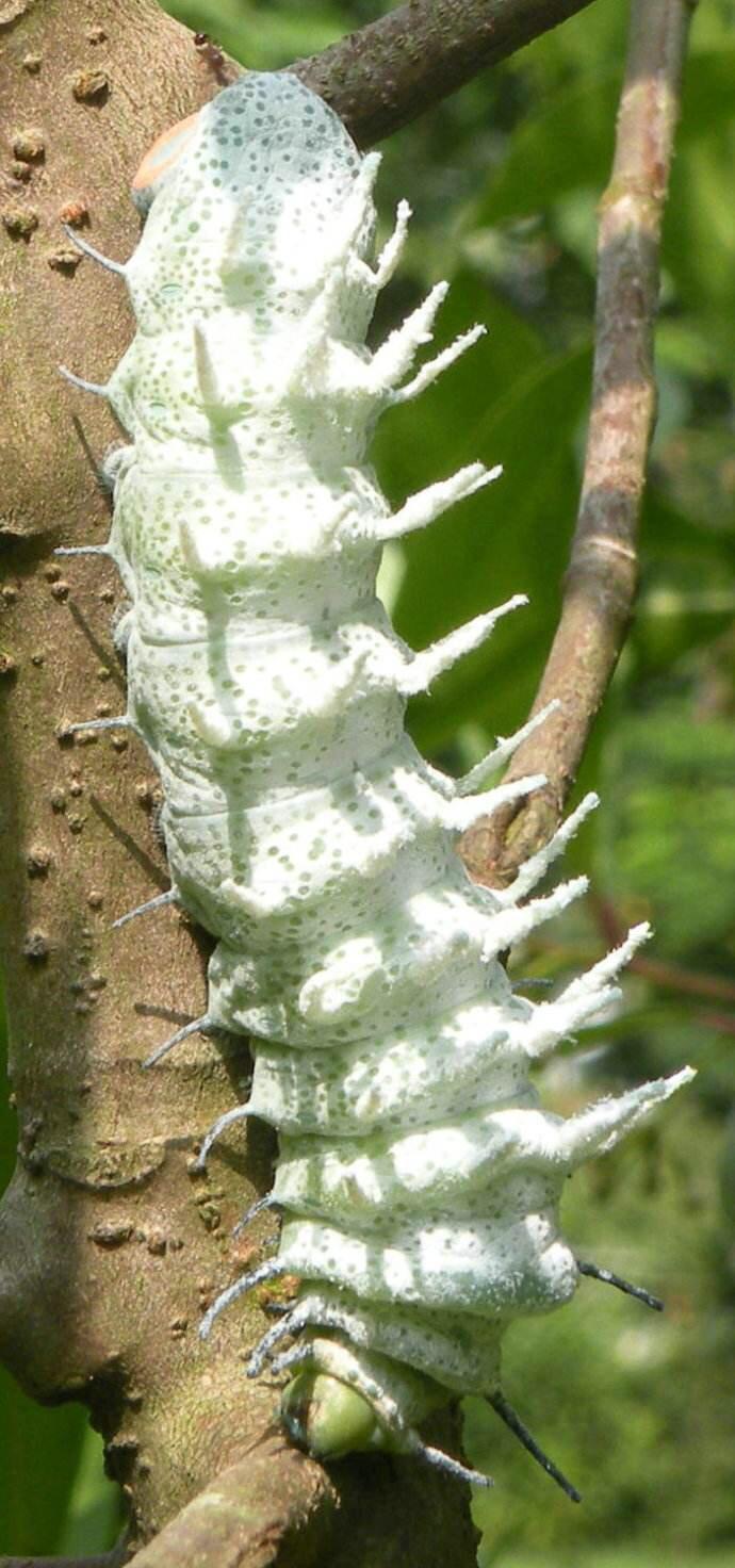 蓖麻蚕到底怎么养才能又肥又壮？