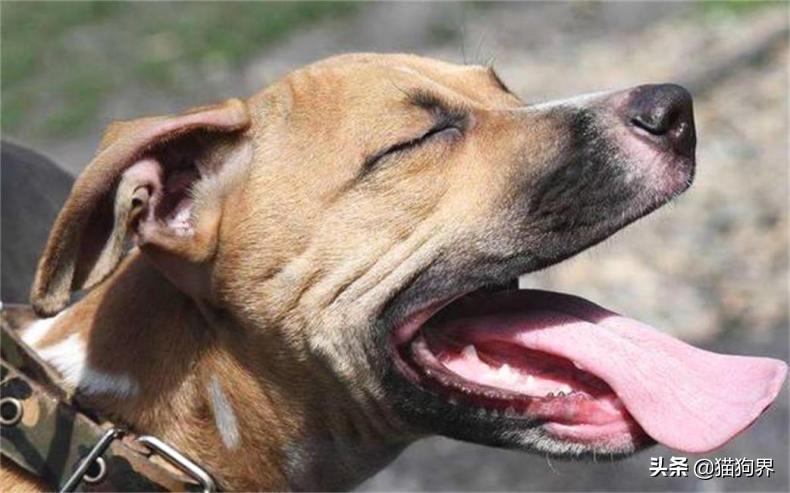 犬瘟热的症状、预防与治疗全解析：保护你的宠物健康